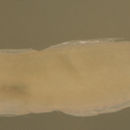 Image of Frecklefin Goby