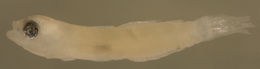 Image of Frecklefin Goby