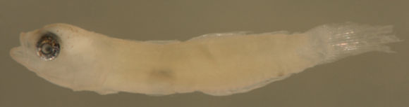 صورة Tigrigobius gemmatus (Ginsburg 1939)