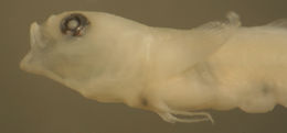 Image of Scaleless Goby