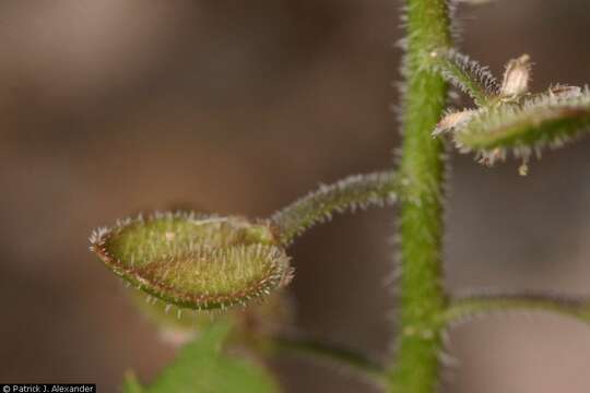 Image of shaggyfruit pepperweed