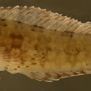 Image of Hairy Blenny