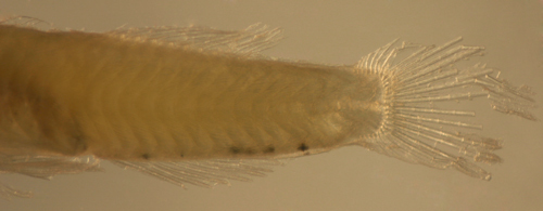 Image of Island Goby