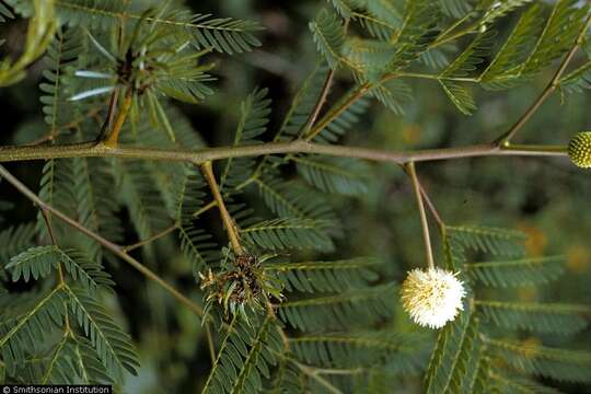 Image of white leadtree