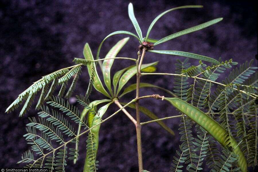 Image of white leadtree