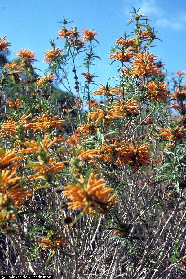 Image of lion's ear