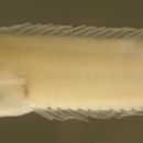 Image of Banded Blenny