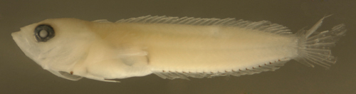 Sivun Paraclinus fasciatus (Steindachner 1876) kuva