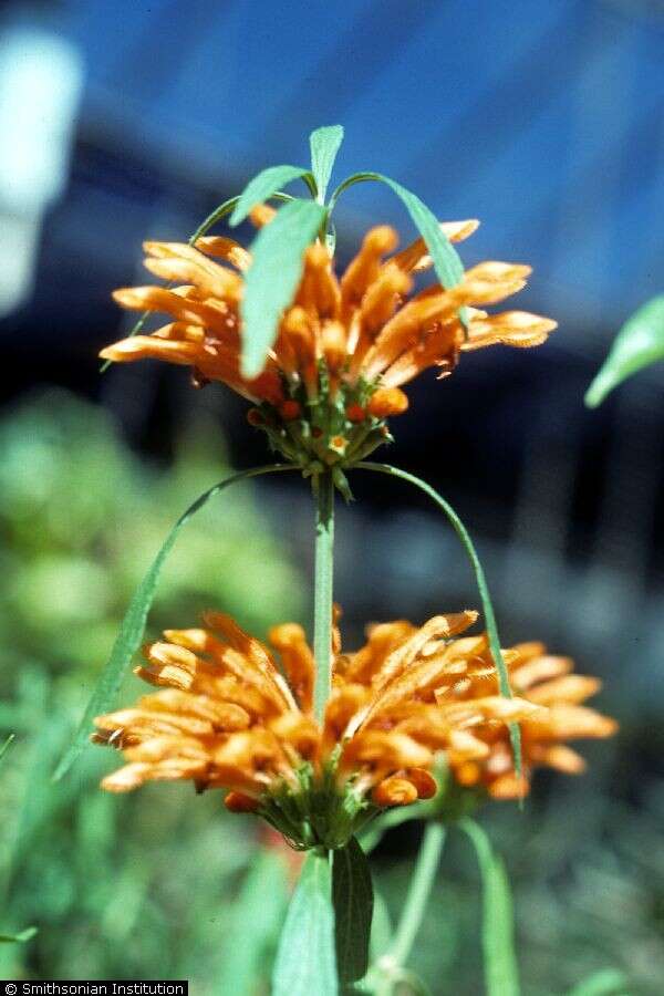 Image of lion's ear