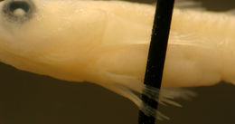 Image of <i>Psilotris amblyrhynchus</i>