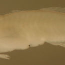 Image of Paleback goby