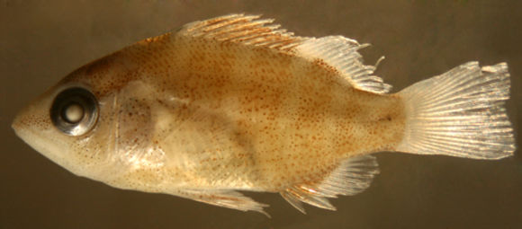 Image of Dogtooth Snapper