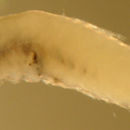 Image de Ctenogobius boleosoma (Jordan & Gilbert 1882)