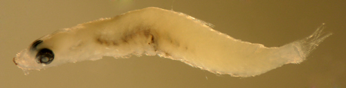 Image of Shrimp Gobies