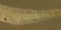 Image of Sparisomatinae