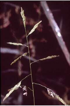 Image of Cut-grass