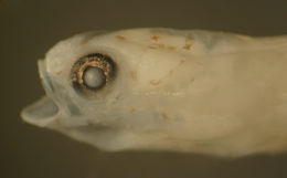 Image of Highfin Goby