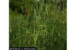 Image of Cut-grass