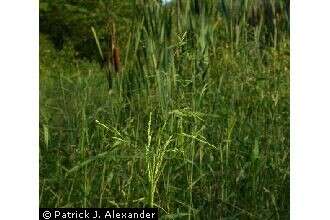 Image of Cut-grass