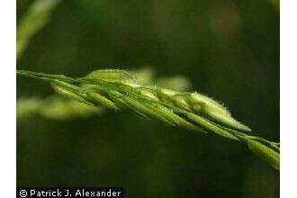 Image of Cut-grass