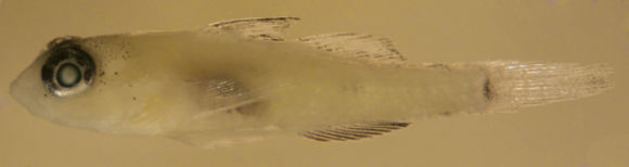 Image of Pallid Goby