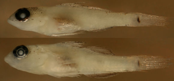 Image of Pallid Goby