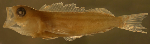 Image of <i>Labrisomus guppyi</i>