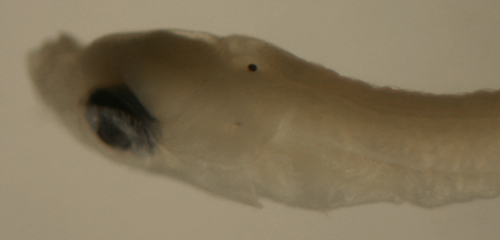 Image of labrisomid blennies