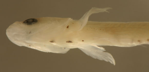 Image of Bearded goby