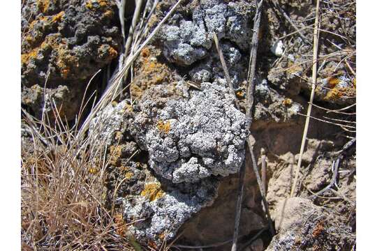 Image of dust lichen