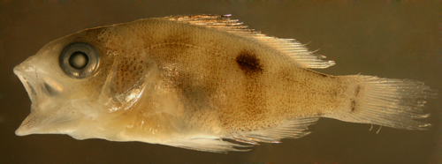 Image of Lantern jaw