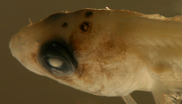 Image of <i>Labrisomus albigenys</i>