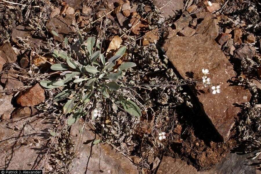 Image of rose bladderpod