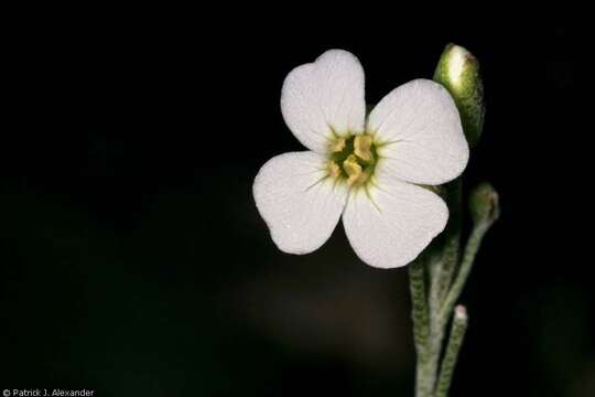 Image of rose bladderpod