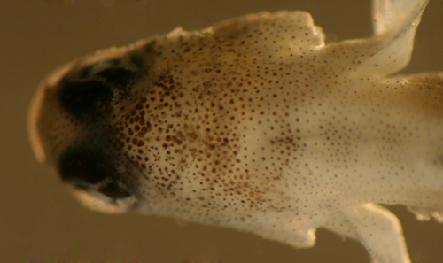 Image of <i>Elacatinus pallens</i>