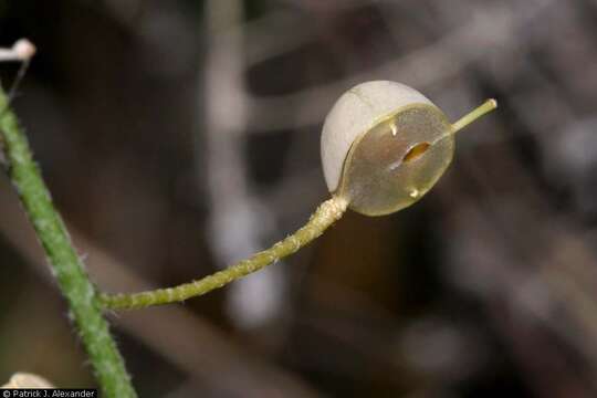 Image of rose bladderpod