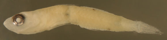 صورة Palatogobius