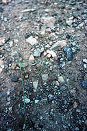 Image of rose bladderpod