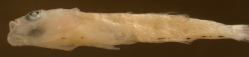 Image of Kuna goby