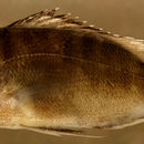 Image of Canteen Snapper