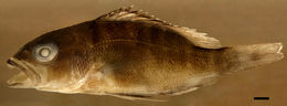 Image of Canteen Snapper