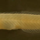 Image of pugjaw wormfish