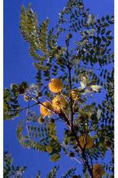 Sivun Leucaena retusa Benth. kuva