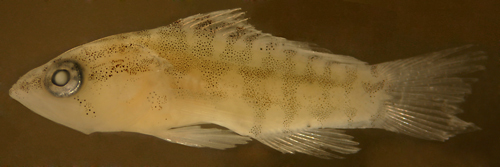 Image of Harlequin Bass