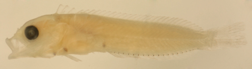 Image of Blackfin Blenny