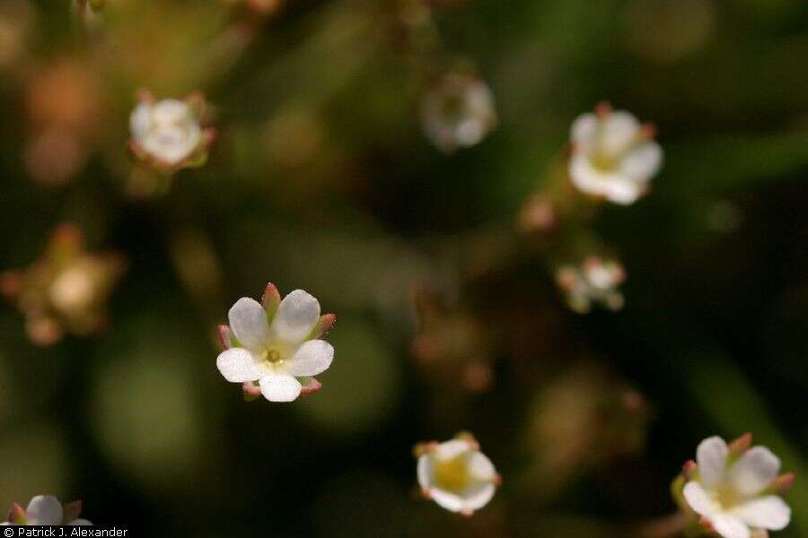 Image of western rockjasmine