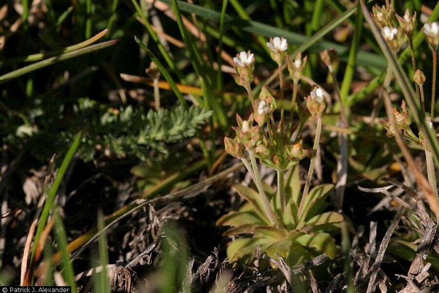 Image of western rockjasmine