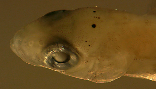 Image of Rosy Blenny