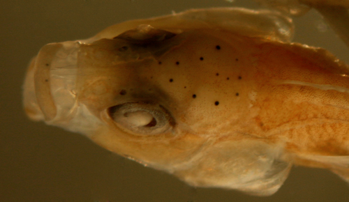 Image of labrisomid blennies