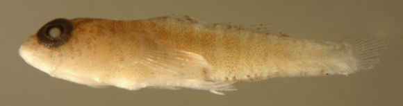 Image of Island Goby